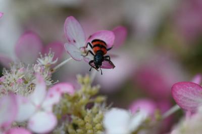 <i>Trichodes apiarius</i>
