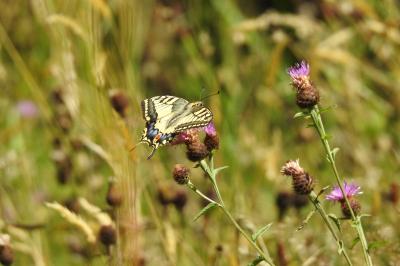 <i>Papilio machaon</i>