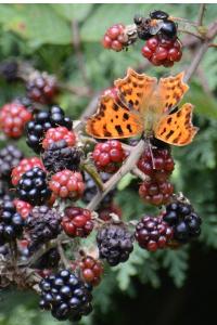 <i>Polygonia c-album</i>