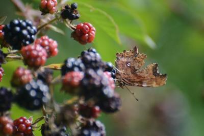 <i>Polygonia c-album</i>