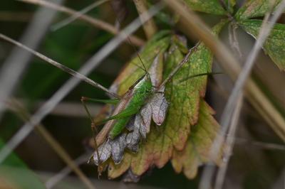 <i>Conocephalus fuscus</i>