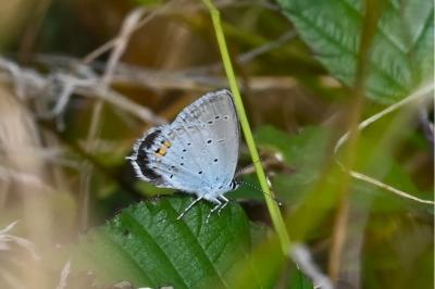 <i>Cupido argiades</i>