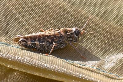 <i>Calliptamus italicus</i>