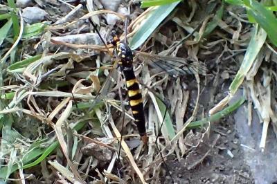 <i>Nephrotoma crocata</i>
