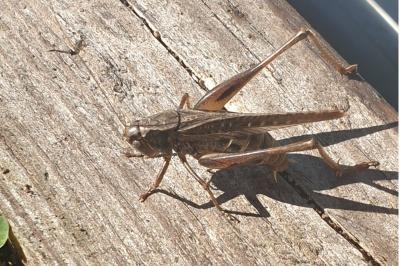 <i>Platycleis albopunctata</i>