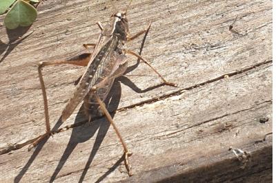 <i>Platycleis albopunctata</i>