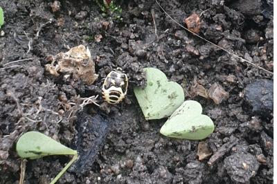 <i>Eurydema oleracea</i>