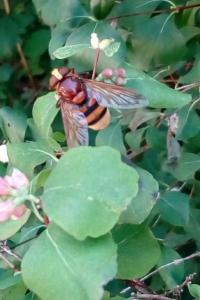 <i>Volucella zonaria</i>