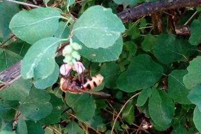 <i>Volucella zonaria</i>