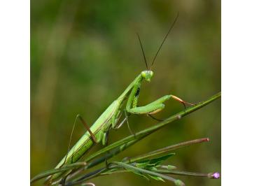 <i>Mantis religiosa</i>