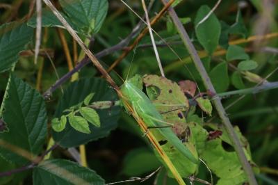 <i>Ruspolia nitidula</i>