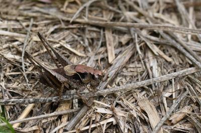 <i>Pholidoptera griseoaptera</i>