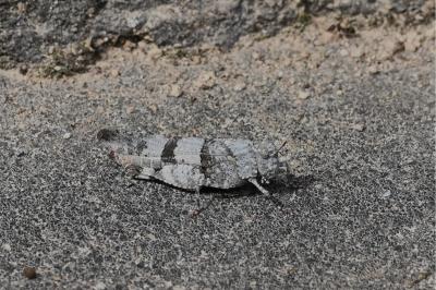 <i>Oedipoda caerulescens</i>