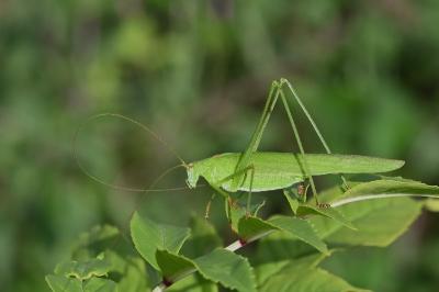 <i>Phaneroptera falcata</i>