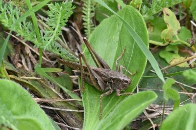 <i>Platycleis albopunctata</i>