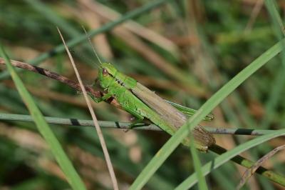 <i>Mecostethus parapleurus</i>
