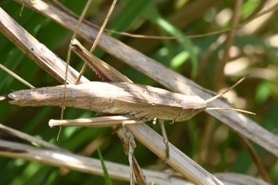 <i>Chrysochraon dispar</i>