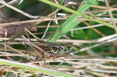 <i>Roeseliana roeselii</i>