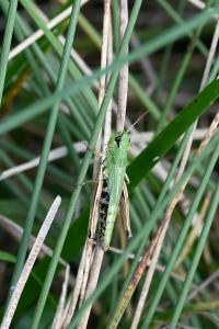 <i>Pseudochorthippus parallelus</i>