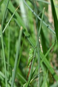 <i>Conocephalus fuscus</i>