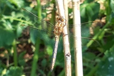 <i>Orthetrum coerulescens</i>