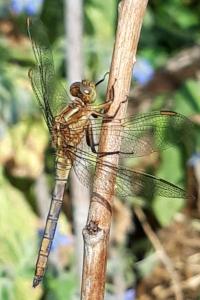 <i>Orthetrum coerulescens</i>