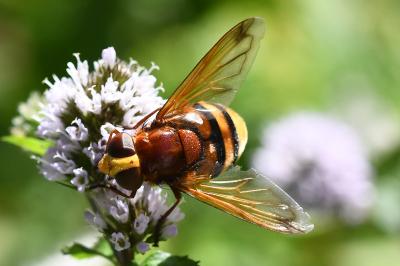 <i>Volucella zonaria</i>