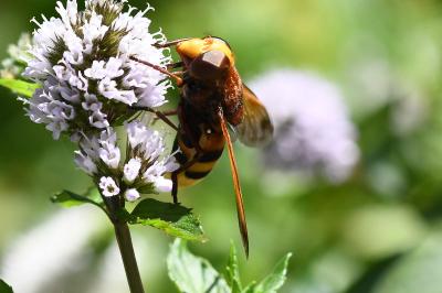 <i>Volucella zonaria</i>