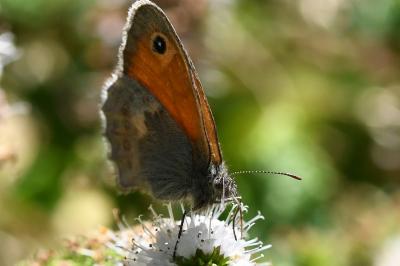 <i>Coenonympha pamphilus</i>