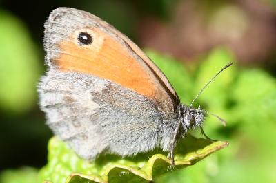 <i>Coenonympha pamphilus</i>
