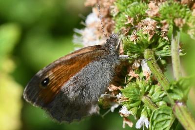 <i>Coenonympha pamphilus</i>