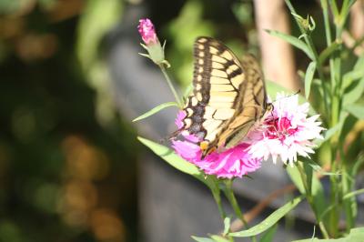 <i>Papilio machaon</i>