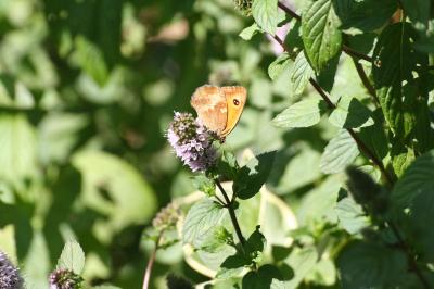 <i>Pyronia tithonus</i>