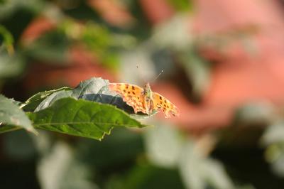 <i>Polygonia c-album</i>