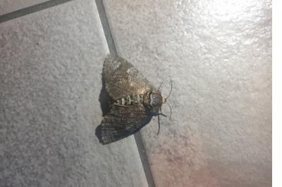 <i>Cossus cossus</i>