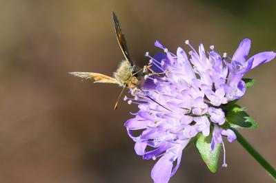 <i>Hesperia comma</i>