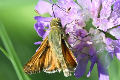 <i>Hesperia comma</i>