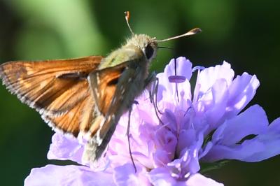 <i>Hesperia comma</i>