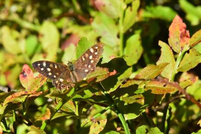 <i>Pararge aegeria</i>