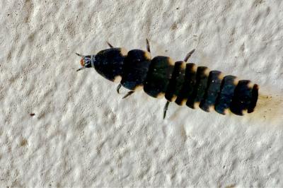 <i>Lampyris noctiluca</i>