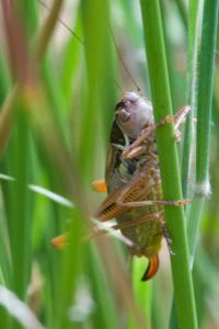 <i>Roeseliana roeselii</i>