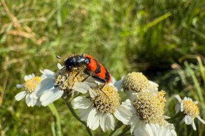 <i>Trichodes apiarius</i>