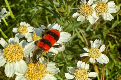 <i>Trichodes apiarius</i>