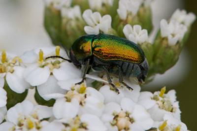 <i>Cryptocephalus</i>