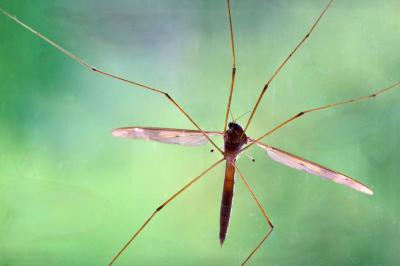 <i>Tipula</i>