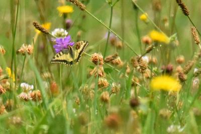 <i>Papilio machaon</i>