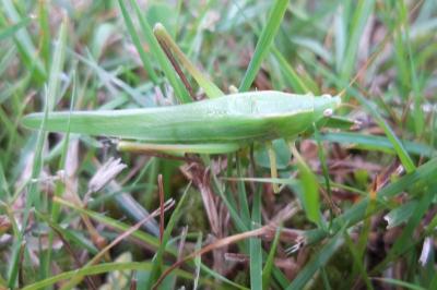 <i>Ruspolia nitidula</i>