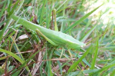 <i>Ruspolia nitidula</i>