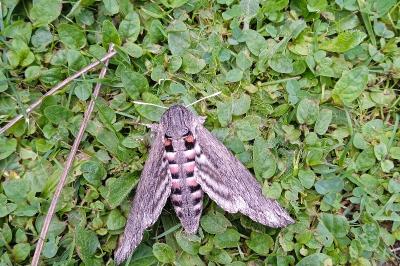 <i>Agrius convolvuli</i>