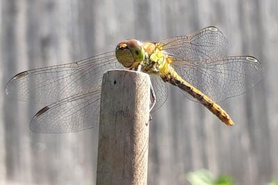 <i>Sympetrum striolatum</i>
